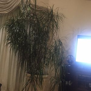 Meet your Posher, Haleh